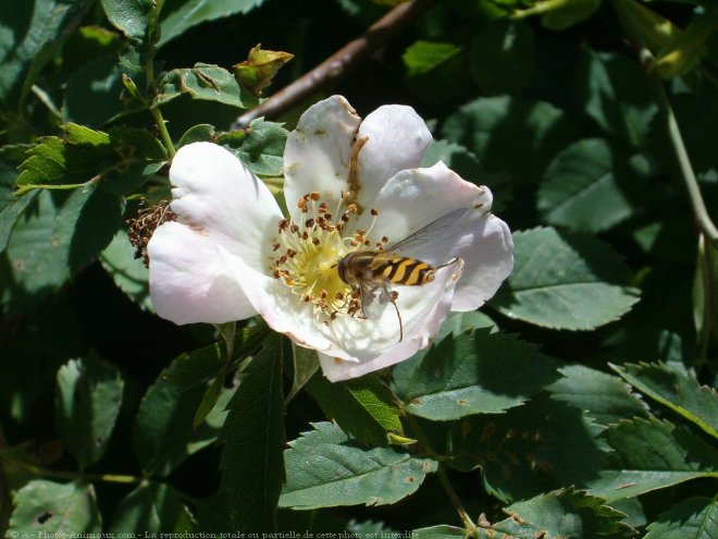 Photo d'Abeille