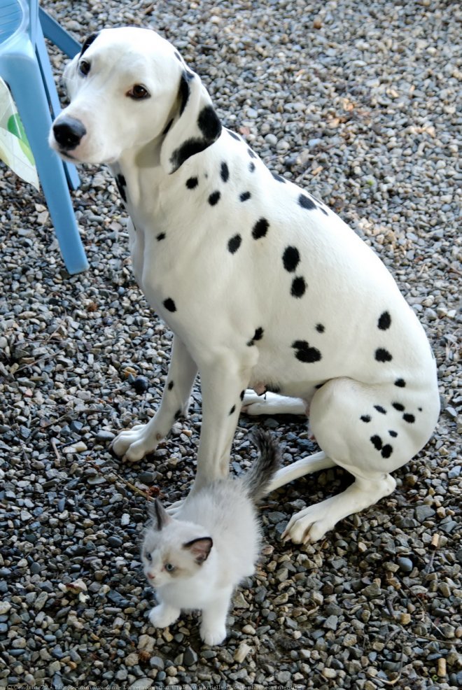 Photo de Dalmatien