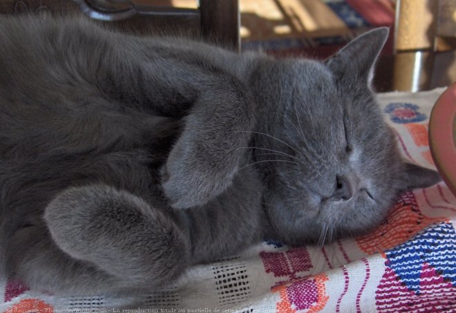 Photo de Chartreux