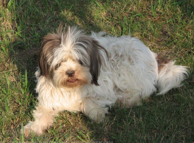 Photo de Lhassa apso