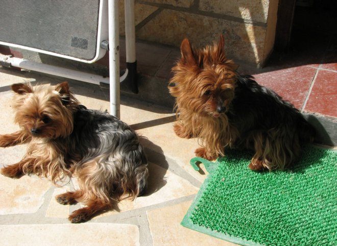 Photo de Yorkshire terrier