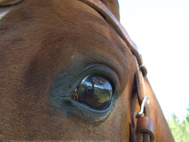 Photo de Quarter horse