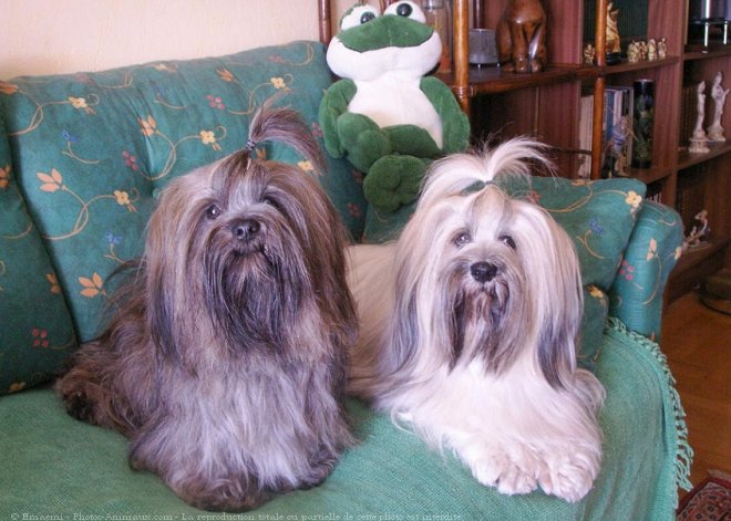 Photo de Lhassa apso