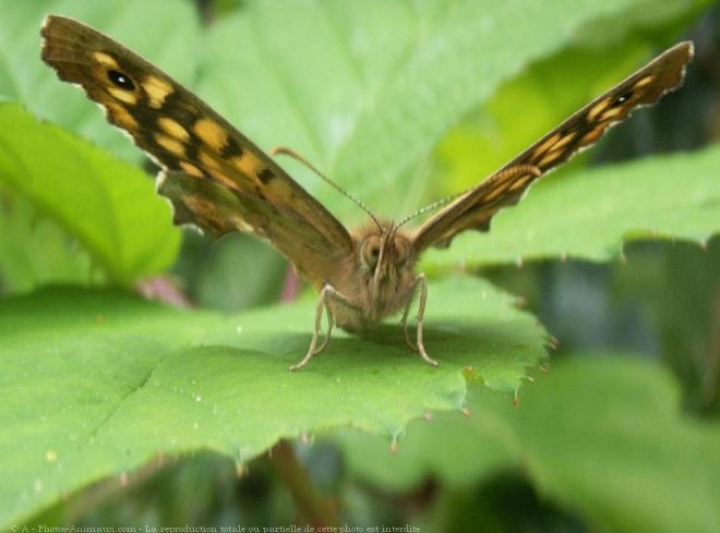 Photo de Papillon