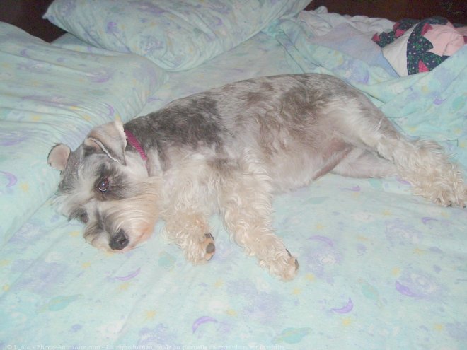 Photo de Schnauzer nain