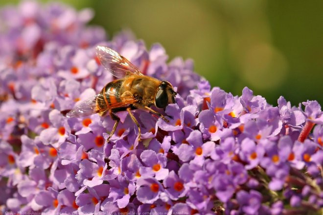 Photo de Mouche