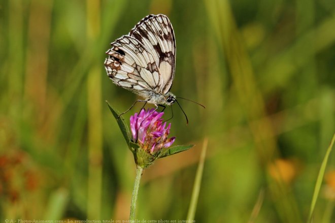 Photo de Papillon