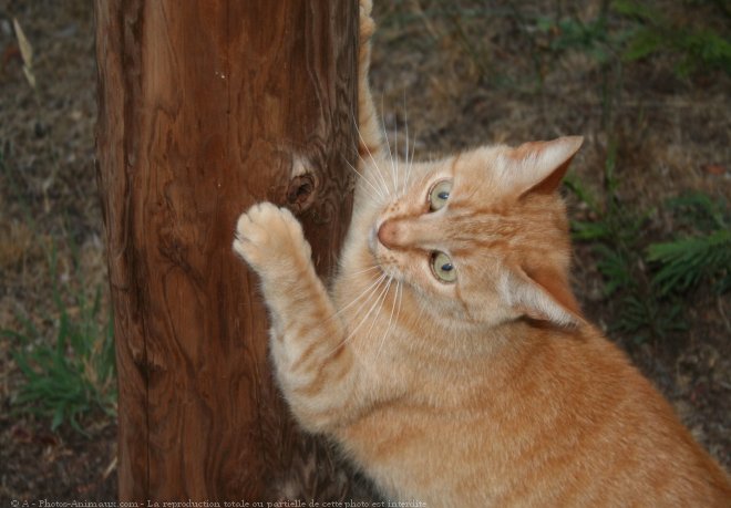 Photo de Chat domestique