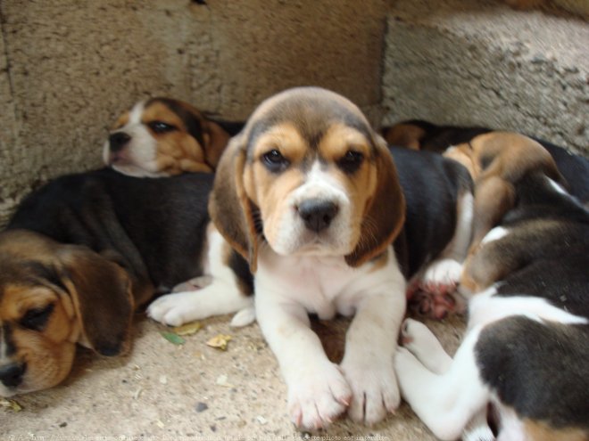 Photo de Beagle