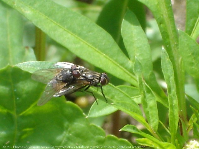 Photo de Mouche