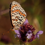 Photo de Papillon