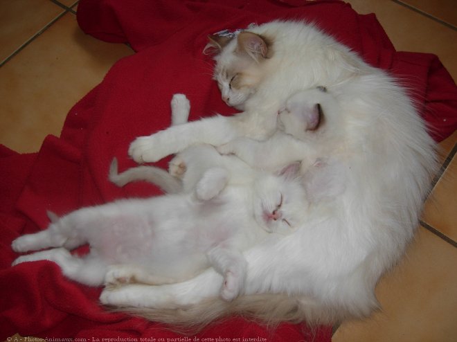 Photo de Ragdoll