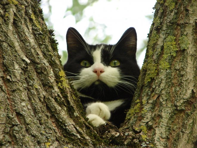 Photo de Chat domestique