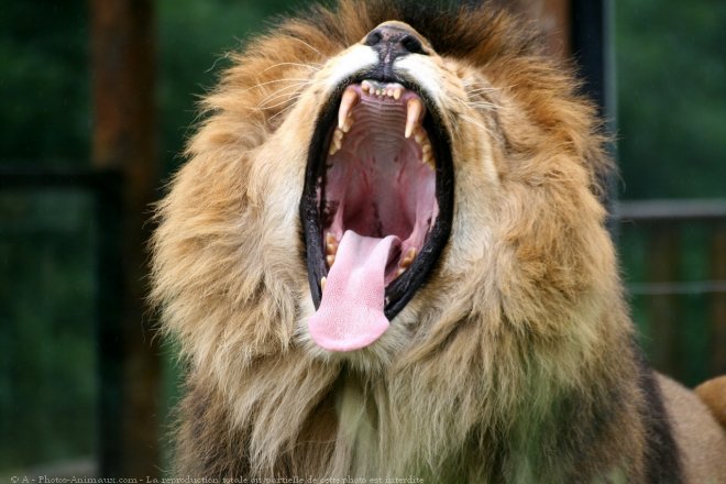 Photo de Lion