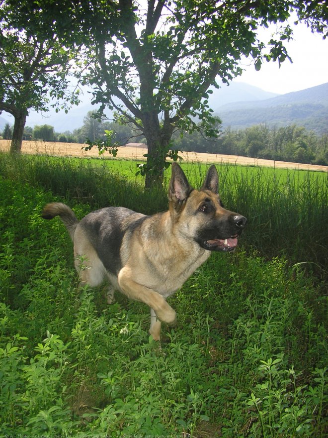 Photo de Berger allemand  poil court