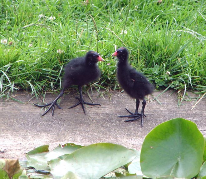 Photo de Poule