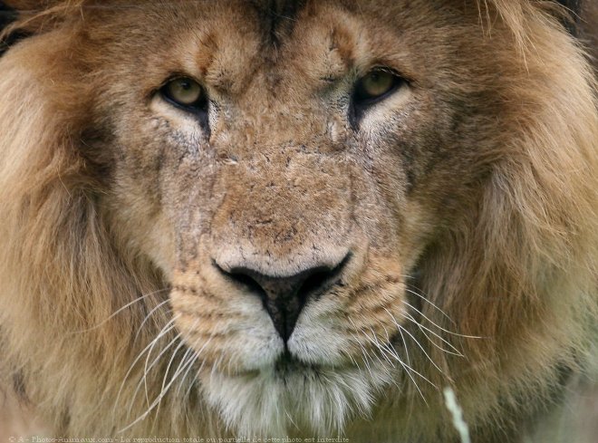 Photo de Lion