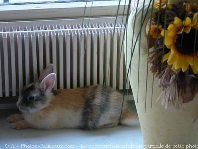 Photo de Lapin