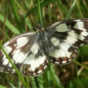 Photo de Papillon