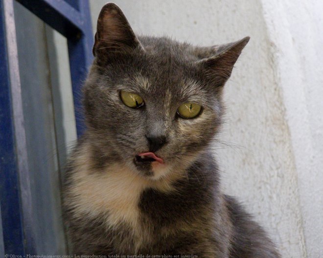 Photo de Chat domestique