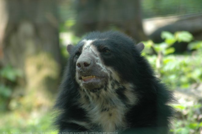 Photo d'Ours