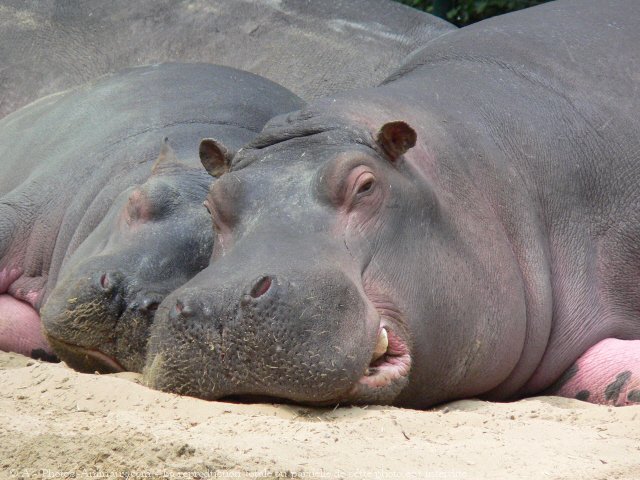 Photo de Hippopotame