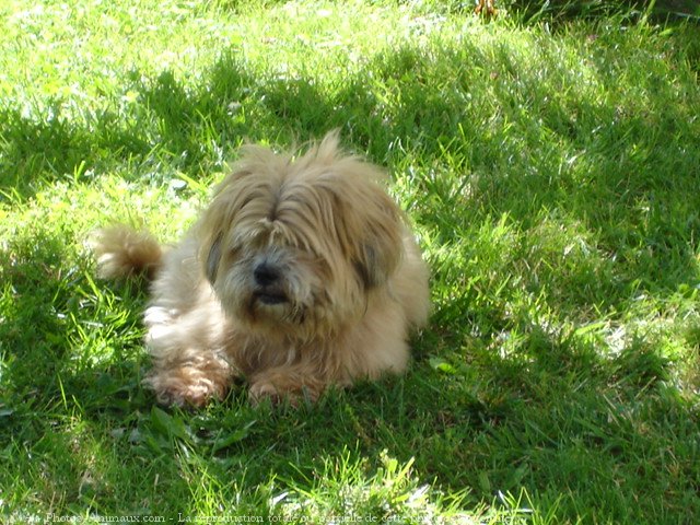 Photo de Lhassa apso