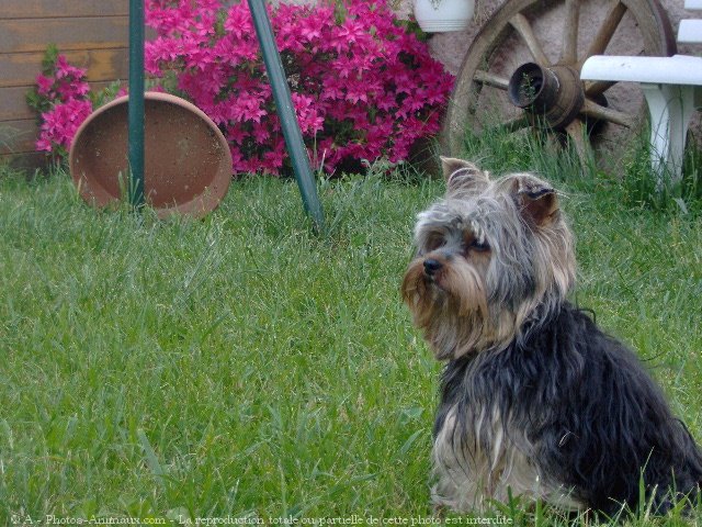 Photo de Yorkshire terrier