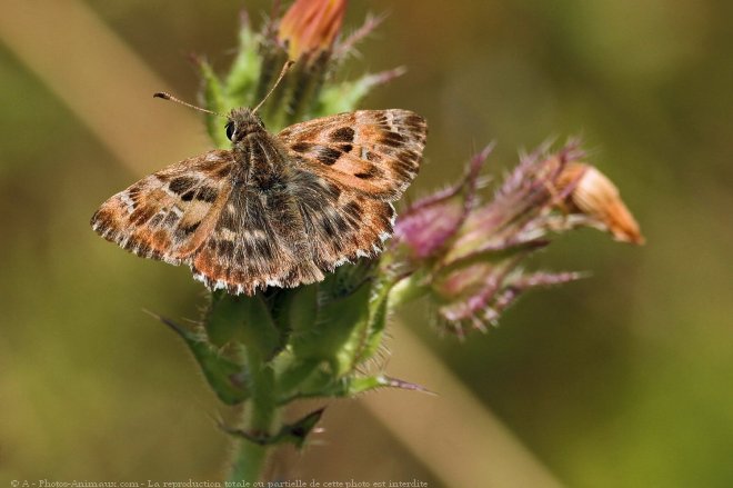 Photo de Papillon