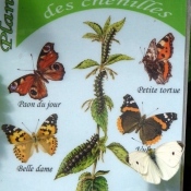 Photo de Papillon