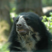 Photo d'Ours