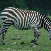 Photo de Zebre