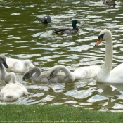 Photo de Cygne