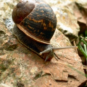 Photo d'Escargot