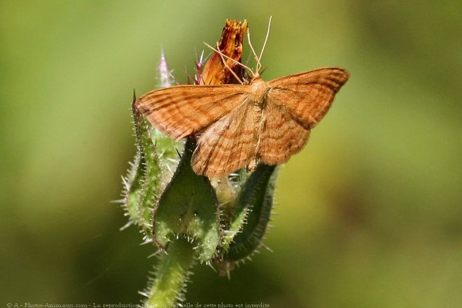 Photo de Papillon