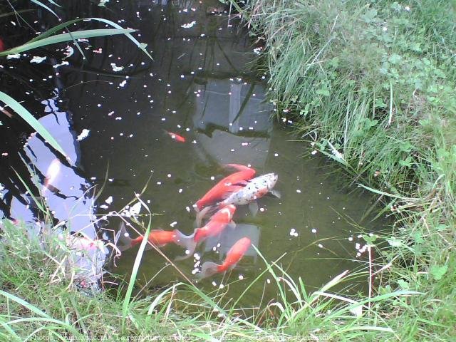 Photo de Poissons rouges