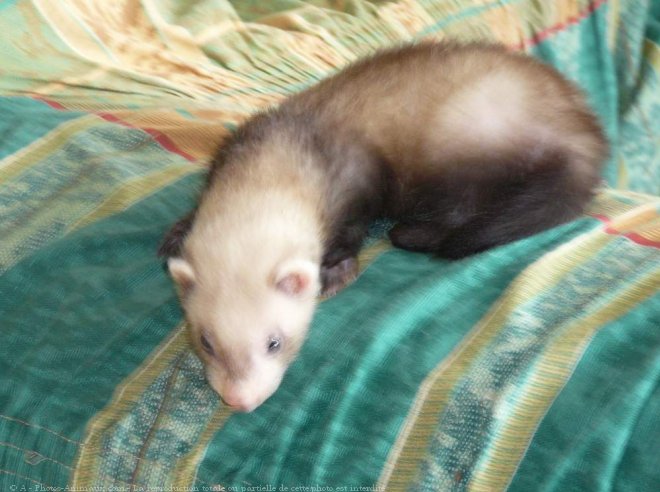 Photo de Furet