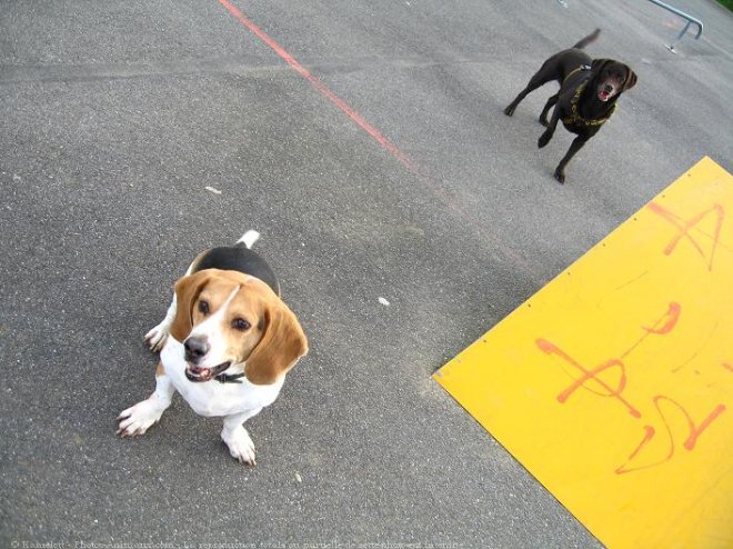 Photo de Races diffrentes