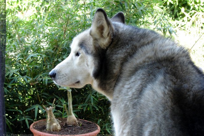 Photo de Husky siberien