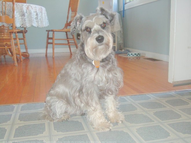 Photo de Schnauzer nain