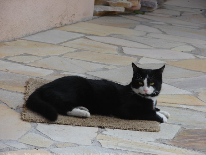 Photo de Chat domestique