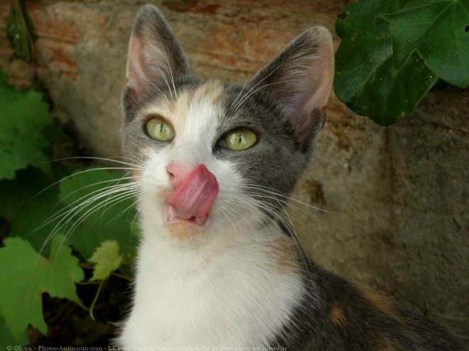 Photo de Chat domestique