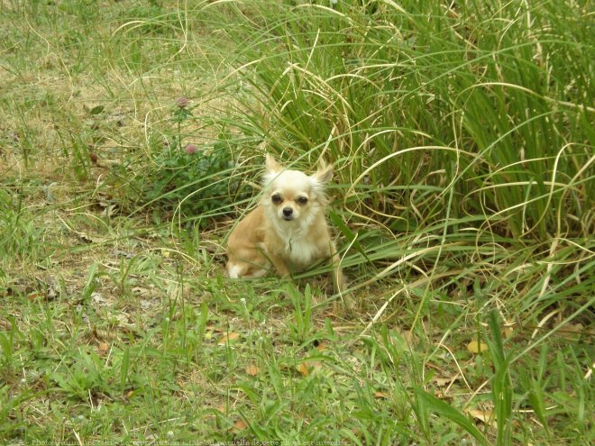 Photo de Chihuahua  poil long