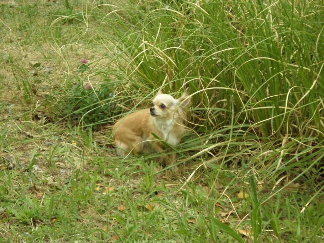 Photo de Chihuahua  poil long