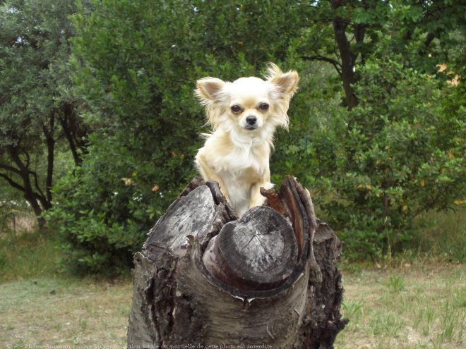 Photo de Chihuahua  poil long