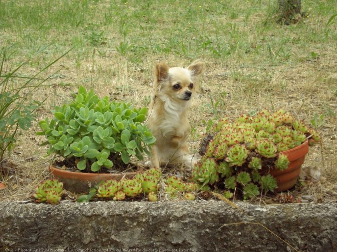 Photo de Chihuahua  poil long