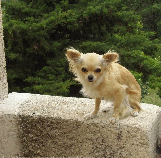 Photo de Chihuahua  poil long