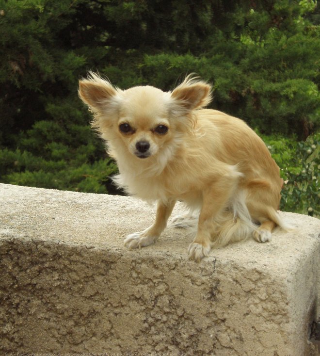 Photo de Chihuahua  poil long