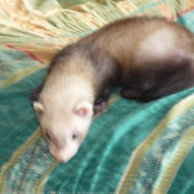 Photo de Furet