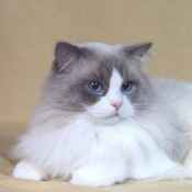 Photo de Ragdoll